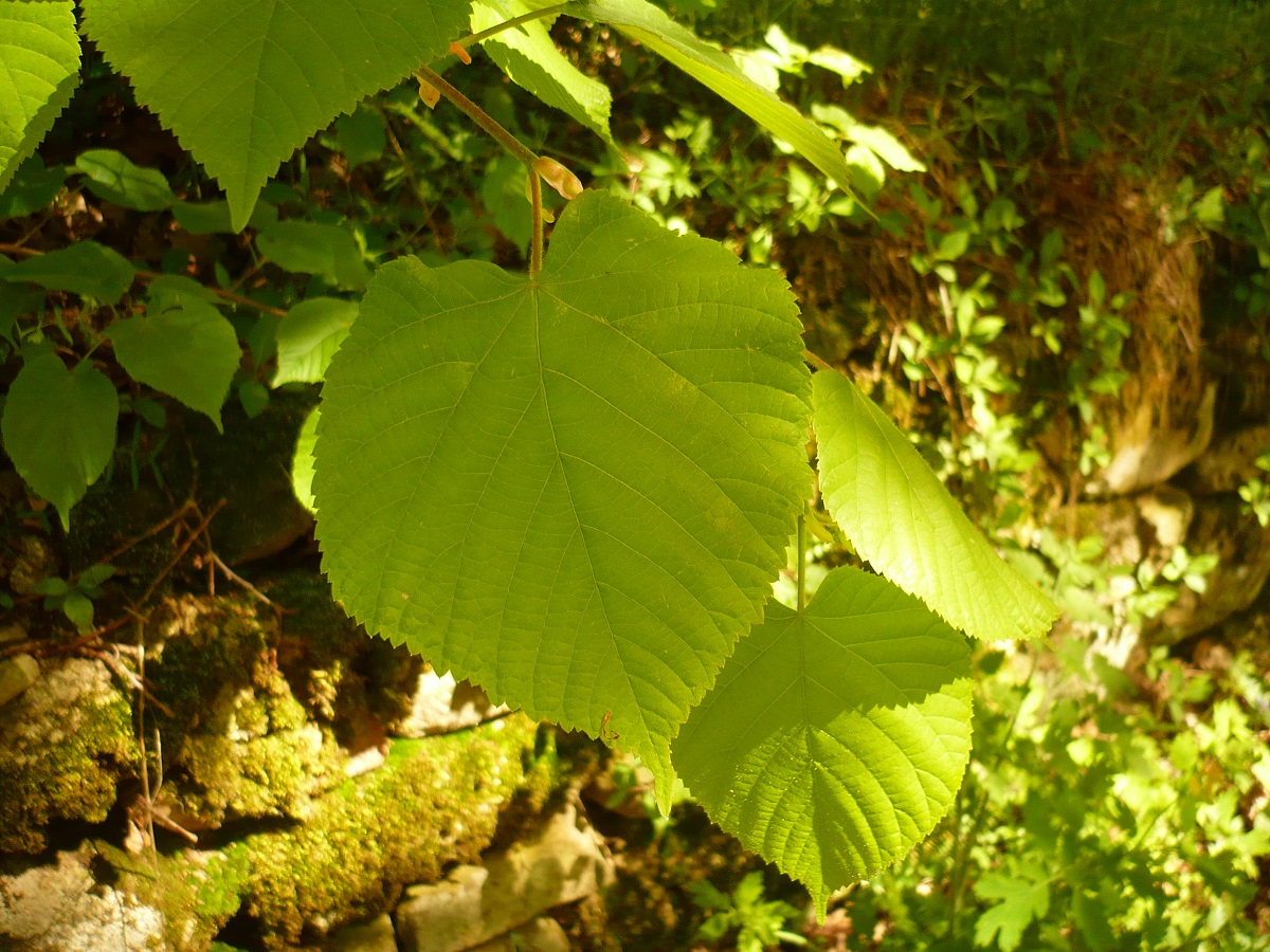 Tilia platyphyllos (Malvaceae)